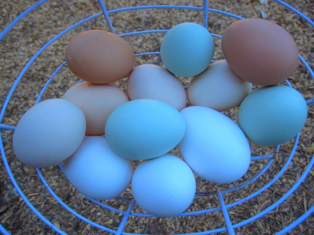 Brown and blue eggs arranged in a basket